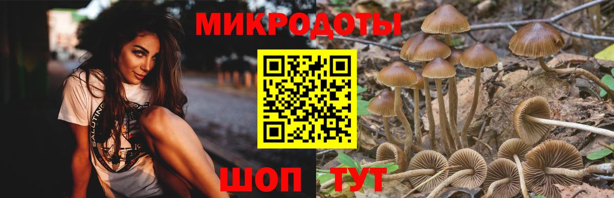 Псилоцибиновые грибы Psilocybine cubensis Черногорск